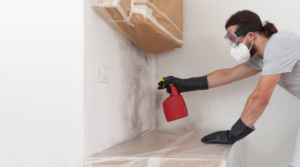 Professional Basement Mold Removal technician working in Fanwood, NJ