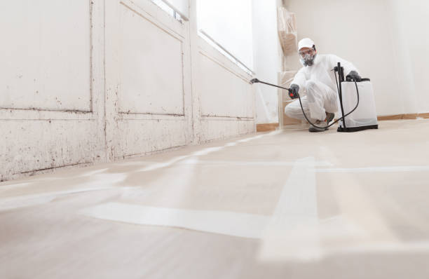 24/7 Emergency Basement Mold Removal experts in Fanwood, NJ
