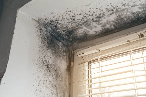 Affordable Basement Mold Removal solutions in Fanwood, NJ