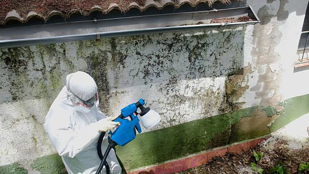 Top rated local Basement Mold Removal specialists in Fanwood, NJ